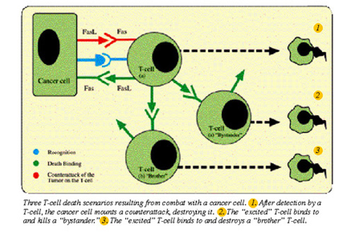 T-cell death scenarios